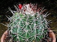 Melocactus curvispinus oaxacensis Lode  RS 911 ex GD( (2).JPG